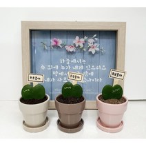 식목일 미니 화분 만들기 세트(하트호야 메리골드)
