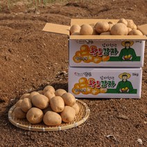 [감자청년] 2023년 햇감자 두백감자 왕왕/ 왕/ 특/ 상사이즈 20kg 10kg 5kg 3kg, 5kg 왕, 1박스