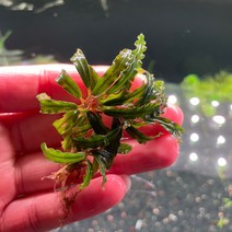 [동일개체 발송상품] 부세파란드라 sp. 카트리네 3-2