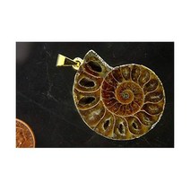 BUTW 장식품 삼엽충 관찰 달팽이 수집품 암모나이트 화석