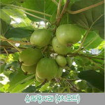 충주원예조경 / 슈퍼왕다래(4치포트), 주