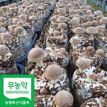 산지직송 국내산 무농약인증 생 표고버섯, 1kg(못난이), 1개