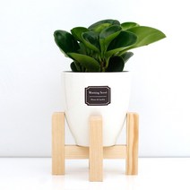 아침향기 실내공기정화식물 세라믹 원형화분 화이트, 1개, (세라믹화분) 청페페