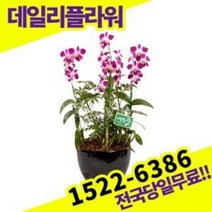 덴파레 서양란 난 호접란 개업화분 승진축하 난배달