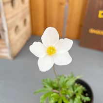 가꾸다 사계바람꽃 연중피고지는 노지월동, 1개