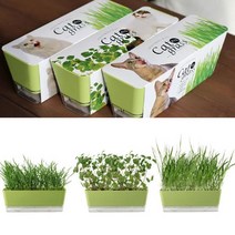 시둥마켓_캣닢키우기 새싹재배세트 채소키우기 그라스키우기 기르기 키우기 투톤 미니화분, 밀