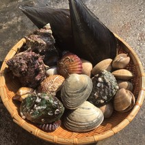 조개구이용 모듬조개세트 2~3kg내외 2~3인분 고급형 조개모듬세트 해물찜 해물탕 캠핑용 전복 소라 가리비, 1개, 2kg내외