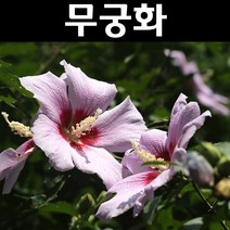 무궁화 나무 묘목 실생2년 뿌리묘 5개/정원/공원/조경수