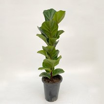 떡갈고무나무 공기정화 분갈이 화분 관엽 플랜테리어 학원 60cm, 1개