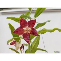 호야 임페리얼 중품 희귀호야 행잉플랜트 키우기쉬운식물, 볼팟(높이 9.5cm/ 외경 10.5cm)