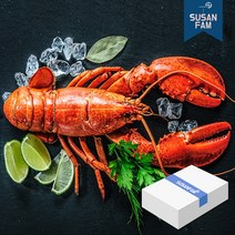캐나다 프리미엄 자숙 랍스터 4.54kg 박스 바닷가재 랍스타 버터구이, 4.54kg 500-600사이즈 박스