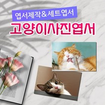모두카피 AM-05-01 고양이엽서 양단면엽서 opp, 단품엽서26(1종-50장)