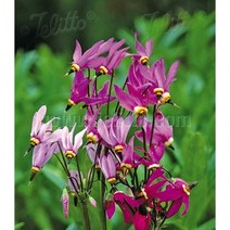 인디언앵초-혼합 10cm포트묘 (모종 2개 묶음) 노지월동다년초 봄개화 묵은주 [꽃심야생화]