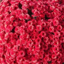 국화 모종(가든멈)-브란 스톰 : 8cm분/4개 Q666, 1개