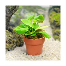 골든 콩나나 [미니포트], 단품