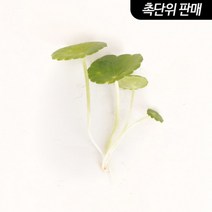 [스토어봄] 워터머쉬룸 6촉 - (원예수초 전경꾸미기) -미미네아쿠아