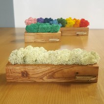 참죽나무원목스틱화분 스칸디아모스 인테리어소품 장식, 참죽나무스틱(소)색상1개선택