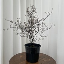 왕특품 마오리코로키아 코트니스타 50~70cm 429