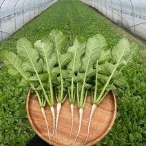 포천 어린 열무 얼갈이 배추 2kg+2kg세트 당일수확, 1, 열무2kg+얼갈이2kg