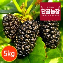 [프레시데이] [단골농장] 내장산 토종 오디 생과 프리미엄 5kg (급냉), 상세 설명 참조, 상세 설명 참조