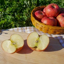 청다한 청송사과 가정용 부사사과 5kg 10kg 정품혼합, [기스과] 5kg 대과(12-14과)