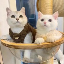 부투펫 고양이김장조끼 강아지 할매 할머니 전용 다이소 옷, 브라운