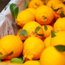 제주 한라봉 선물세트 가정용 산지직송 당도선별, 선물용 1.5kg 소과(10~12과)