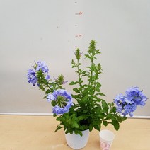 [용이네 화원] 파란꽃이 피는 매력적인 플럼바고 179