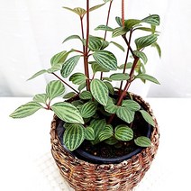줄리아페페 페페로미아 관리쉬운 실내 공기정화 식물 라탄화분, 단품