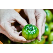 부산 고당도 대저토마토 짭짤이 2.5kg, S ( 로얄과 )