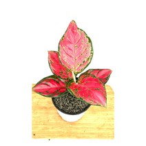 [골든플랜트] 아글라오네마 레드페이스 (무기물) 아글라네오마 스노우사파이어 키우기쉬운식물 공기정화식물 반려식물, 1개