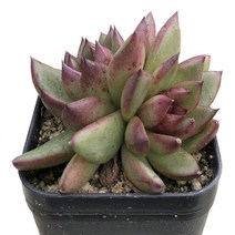 초코젤리-에케베리아/로제트/블랙퀸선별/붉은잎색