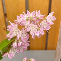 가꾸다 분홍빈도리 노지월동 가능