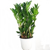트리앤 1+1 스투키 수퍼바 문샤인 금전수 산세베리아 미세먼지제거, 12. 금전수 30cm 1개