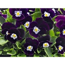 (이쁜씨앗) 비올라 어드마이어 퍼플화이트페이스 10립(알)