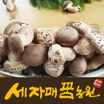 세자매꿈농원 쫄깃한 고기식감 송고 송화고버섯(생), 상품2 (2등급 1kg), 1개