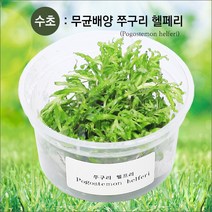 피알피쉬 무균 배양수초 쭈구리 헬페리 (전경수초) 수초, 상세 설명 참조