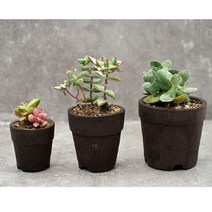 다육이 커피박화분 DIY키트, 화분키트(중)