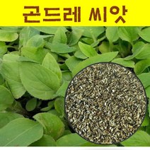 곤드레씨앗 1000립/고려엉겅퀴/국내 채종 종자 wj32