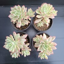 꽃다리 미니벨금 52~55번 다육식물 다육금 아이만배송, 54