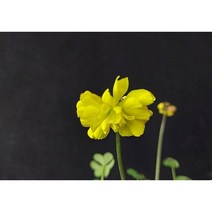 산내들농장 노랑겹사랑초(콤푸레샤더블)-구근(3구), 1개