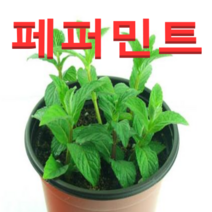 (성실농원A)페퍼민트 화분(소)4개 허브식물