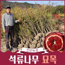 슈퍼단석류 석류나무 묘목 3년생 (결실주 )