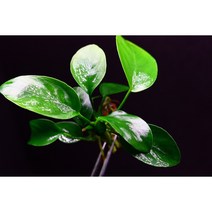 아누비아스 나나 일반나나 중 사이즈 1벌브 활착수초 초보수초, 추가(묶음배송건당1번만 선택)