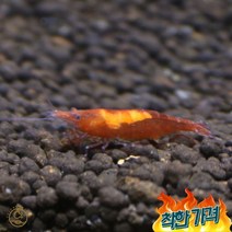 체리 새우 1마리 관상용, A급