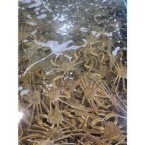 이바다수산 속초 홍게 박달 자숙 대게 스토우크랩 1KG 2KG 3KG, 속초 박달홍게 활어 프리미엄형3KG(5~7미), 1개