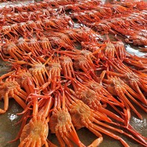 박달급 후포리 홍게 대게 활홍게 자숙 생물홍게 찜발송 3kg, 1개