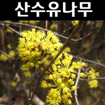 산수유 실생1년(특) 뿌리 5개/나무 묘목/활엽수/정원용