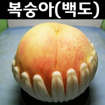 복숭아(경봉/백도) 접1년(특) 뿌리 5개/나무 묘목/과실수/유실수