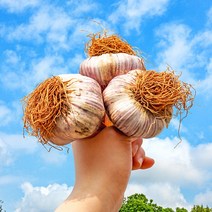 국내산 서산 통마늘 한접 소 100개